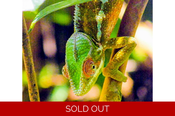 Madagascan Chameleon